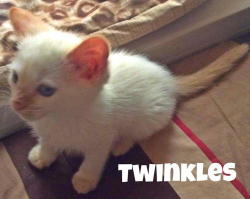 Twinkles