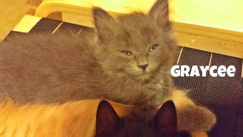 Graycee