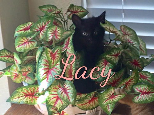 Lacey