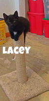 Lacey