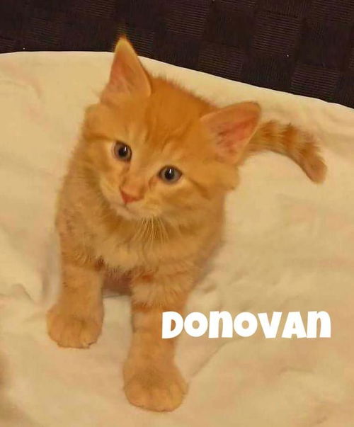 Donovan