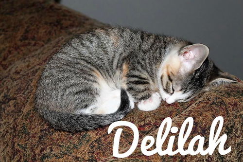 Delilah