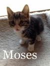 Moses