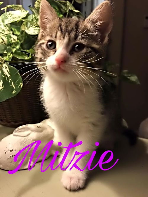 MITZIE