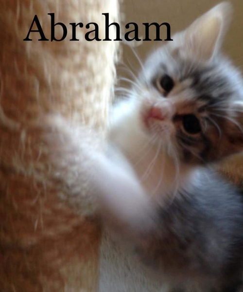 Abraham