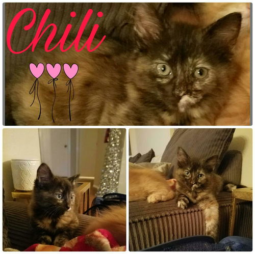 Chili