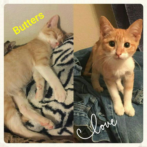 Butters