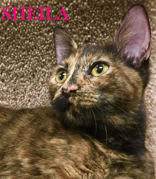 Sheila