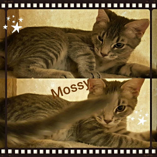 Mossy