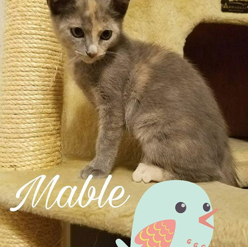 Mable