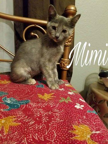 Mimi