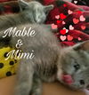 Mimi
