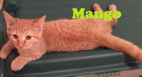 Mango