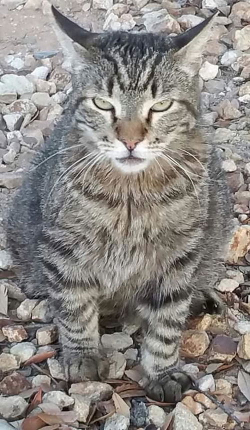 Happy Cat Charlie