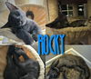 Rocky