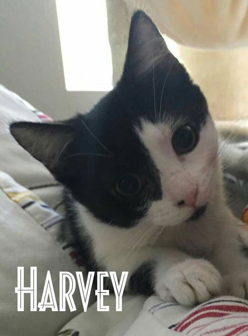 Harvey