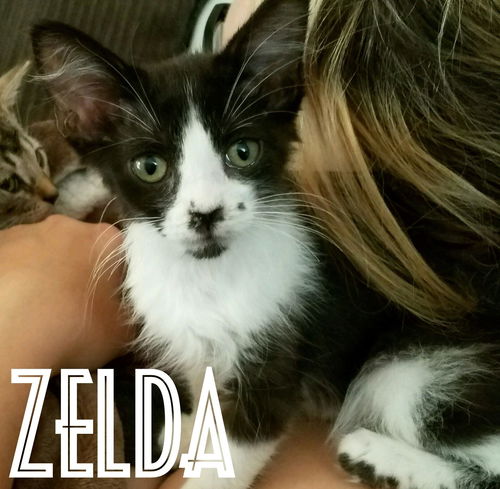 Zelda