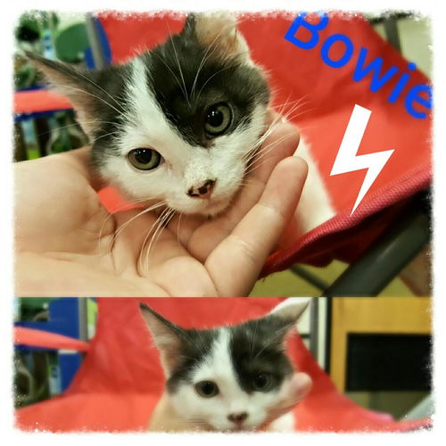 Bowie