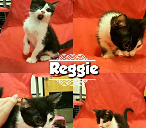 Reggie