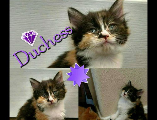 Duchess