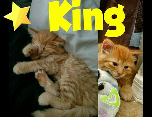 King