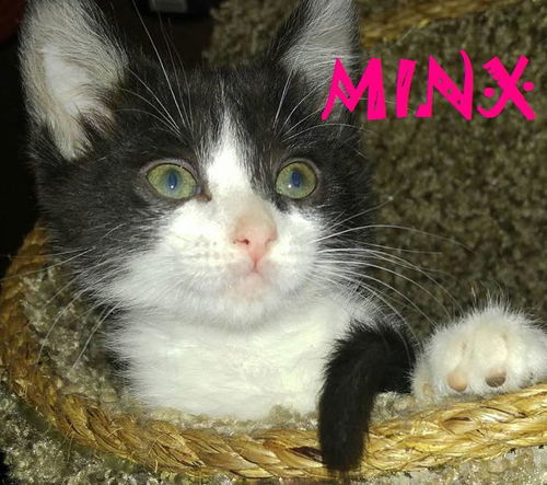 Minx