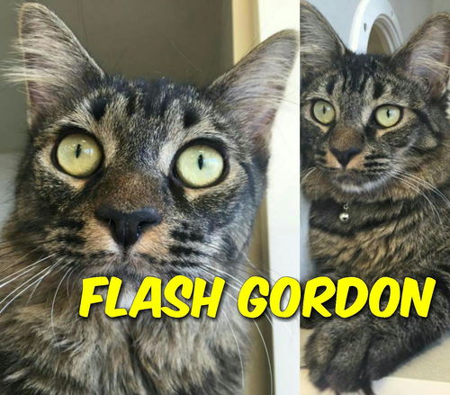 Flash Gordon