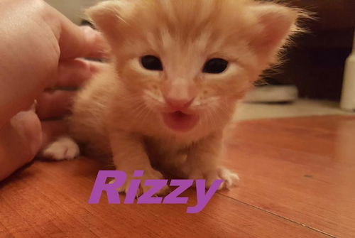 Rizzy