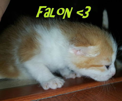 Falon