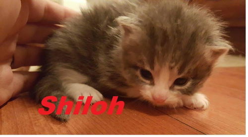 Shiloh