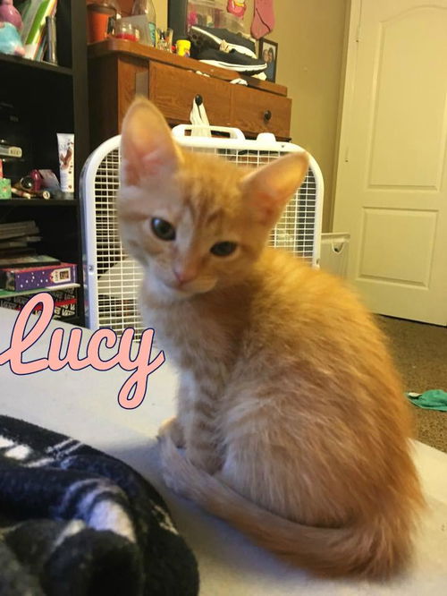 Lucy