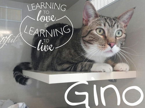 Gino