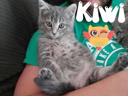Kiwi