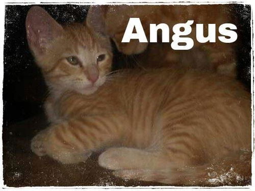 Angus
