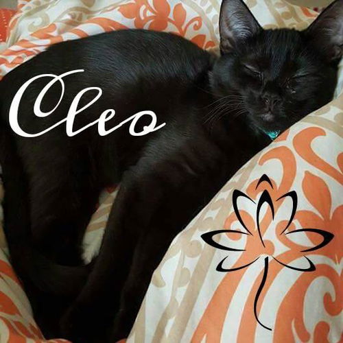 Cleo