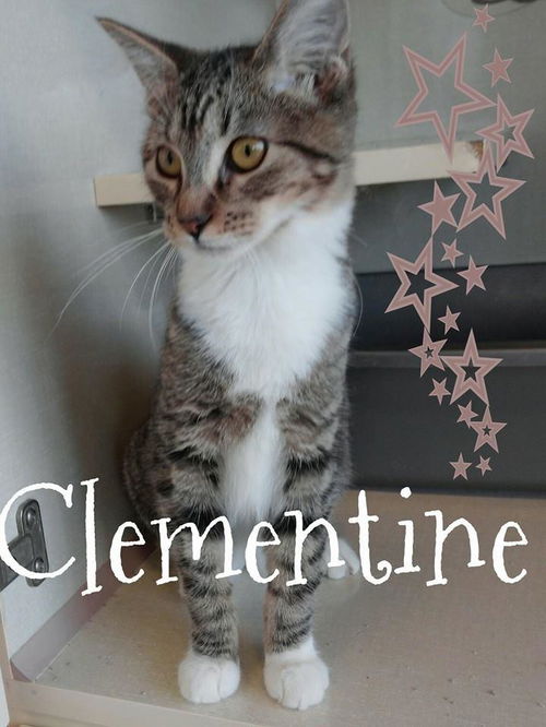 Clementine