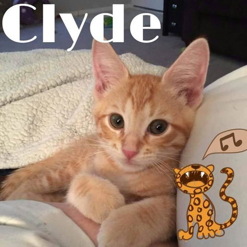 Clyde