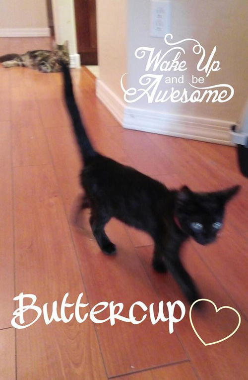 Buttercup