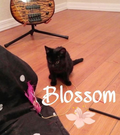 Blossom