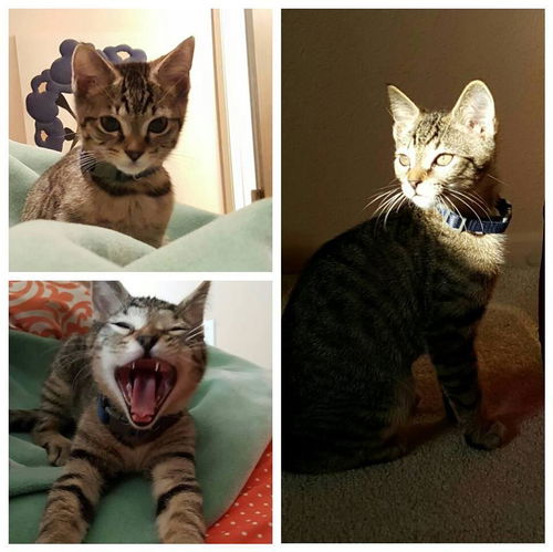 Simon