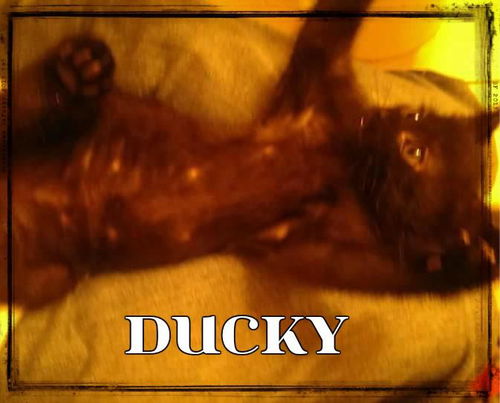 Ducky