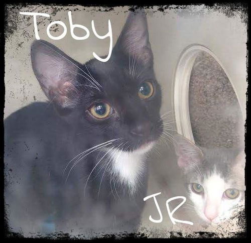 Toby