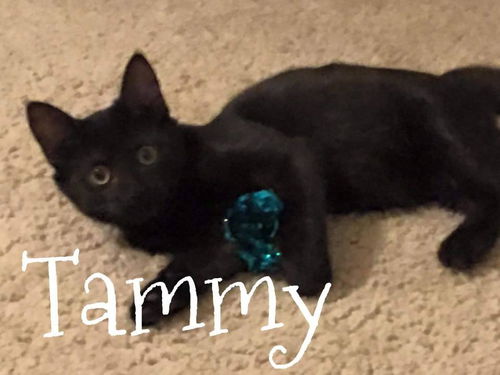 Tammy