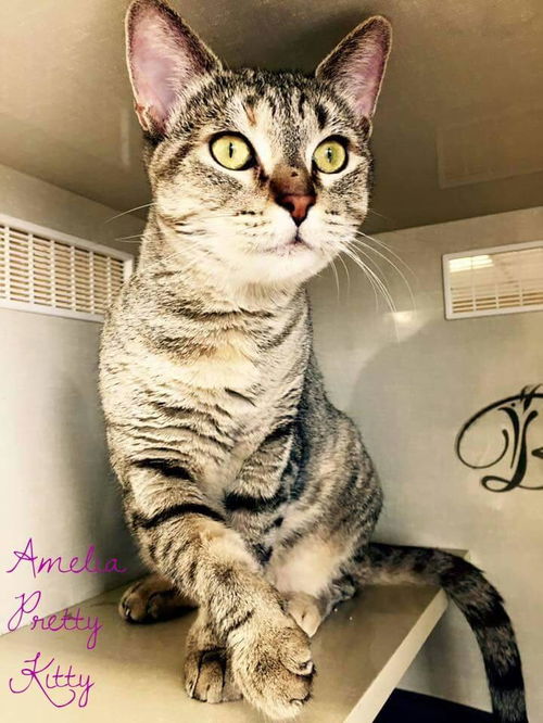 Ameila Pretty Kitty
