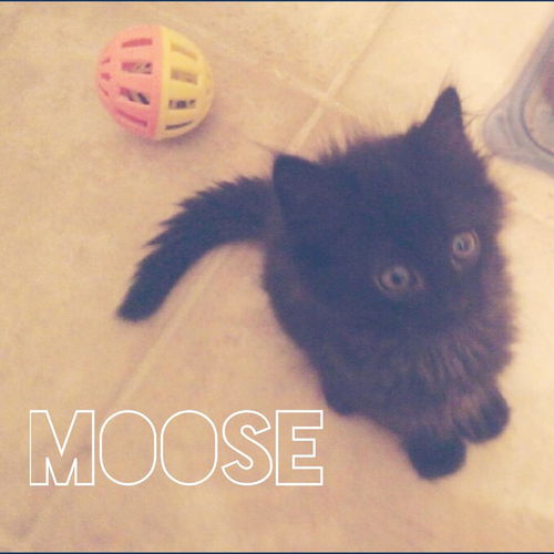 Moose