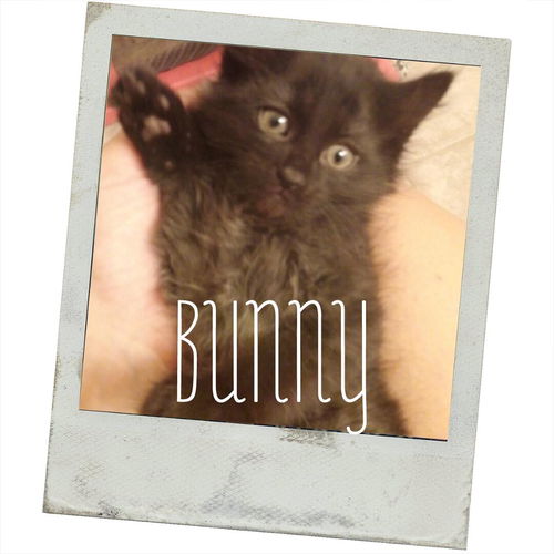 Bunny