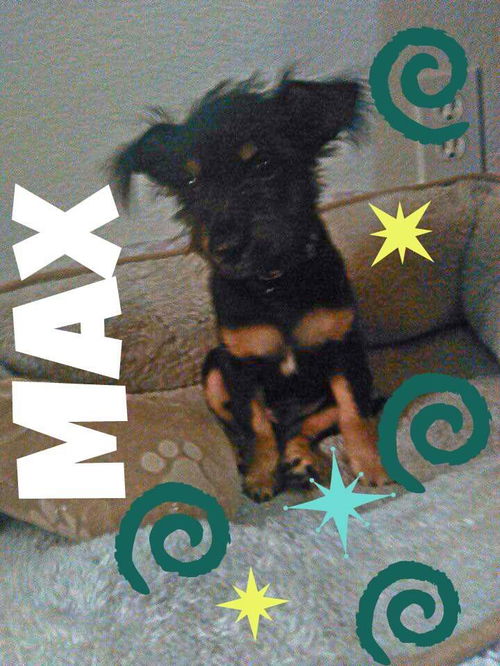 Max