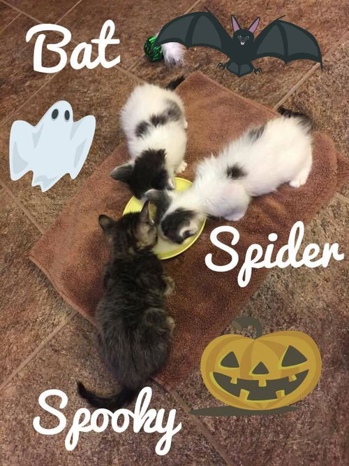 Bat, Spider, Spooky