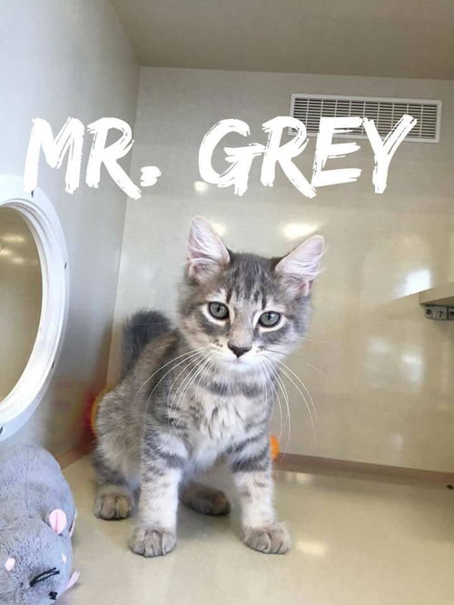 Mr  Grey