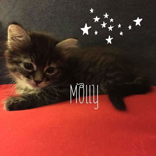 Molly